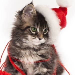 Meet your Posher, Kristyn